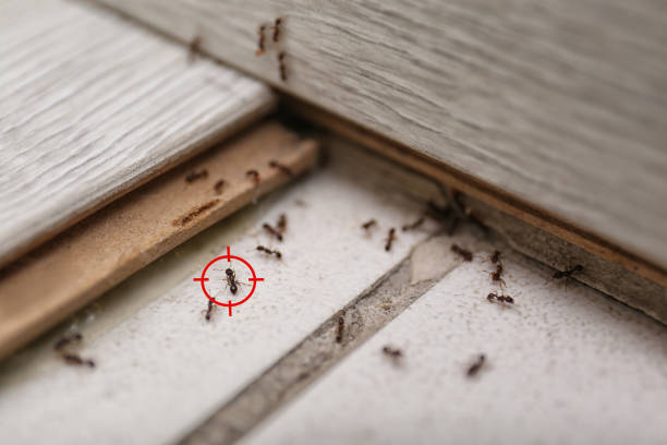 Best Exterminator Services  in Rexburg, ID