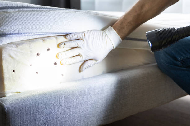 Best Local Pest Control Services  in Rexburg, ID