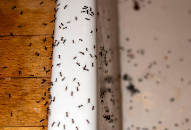 Best Emergency Pest Control  in Rexburg, ID
